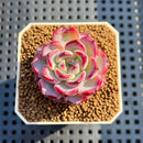 Echeveria 'Fairy King' 1" Succulent Plant Cutting