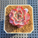Echeveria 'Fairy King' 1" Succulent Plant Cutting
