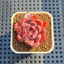 Echeveria 'Morota' 2" New Hybrid Succulent Plant Cutting