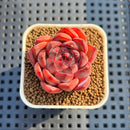 Echeveria 'Morota' 2" New Hybrid Succulent Plant Cutting