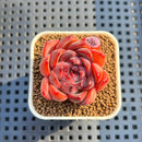 Echeveria 'Morota' 2" New Hybrid Succulent Plant Cutting