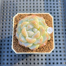 Echeveria 'Icy Green' 2" Succulent Plant Cutting