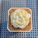 Echeveria 'Icy Green' 2" Succulent Plant Cutting