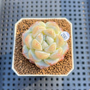 Echeveria 'Icy Green' 2" Succulent Plant Cutting