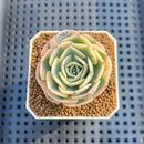 Echeveria 'Compton Carousel' (AKA Echeveria 'Lenore Dean') Succulent Plant Cutting