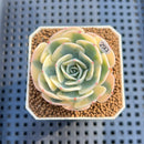 Echeveria 'Compton Carousel' (AKA Echeveria 'Lenore Dean') Succulent Plant Cutting