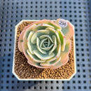 Echeveria 'Compton Carousel' (AKA Echeveria 'Lenore Dean') Succulent Plant Cutting