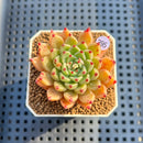 Echeveria 'Spectra' 2" New Hybrid Succulent Plant Cutting