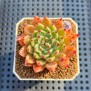 Echeveria 'Spectra' 2" New Hybrid Succulent Plant Cutting