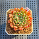 Echeveria 'Spectra' 2" New Hybrid Succulent Plant Cutting