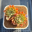 Echeveria 'Spectra' 2"-3" New Hybrid Succulent Plant Cutting