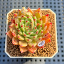 Echeveria 'Spectra' 2" New Hybrid Succulent Plant Cutting