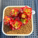 Sedeveria 'Letiza' Cluster 2" Succulent Plant