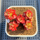 Sedeveria 'Letiza' Cluster 2" Succulent Plant