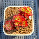 Sedeveria 'Letiza' Cluster 2" Succulent Plant