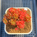 Aeonium Sedifolium Variegated 2" Succulent Plant Cutting