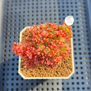 Aeonium Sedifolium Variegated 2" Succulent Plant Cutting