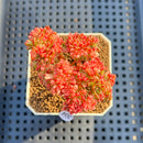 Aeonium Sedifolium Variegated 2" Succulent Plant Cutting