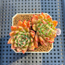 Echeveria 'Spectra' 2"-3" New Hybrid Succulent Plant Cutting