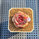Echeveria 'Iris' 1"-2" New Hybrid Succulent Plant Cutting