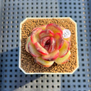 Echeveria 'Iris' 1"-2" New Hybrid Succulent Plant Cutting