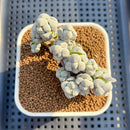 Crassula Deceptor 2" Succulent Plant Cutting