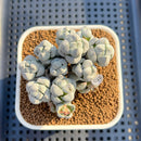 Crassula Deceptor 2" Succulent Plant Cutting