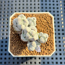 Crassula Deceptor 2" Succulent Plant Cutting