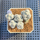 Crassula Deceptor 2" Succulent Plant Cutting