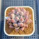 Pachyphytum 'Love Beauty' 2" Succulent Plant Cutting
