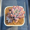 Pachyphytum 'Love Beauty' 2" Succulent Plant Cutting