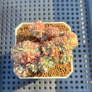 Echeveria 'Indian Rice' Crested 2" (인디언밥) Succulent Plant Cutting