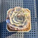 Echeveria 'Pollux' Marble Variegated 2" Succulent Plant