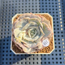 Echeveria 'Pollux' Marble Variegated 2" Succulent Plant