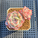 Echeveria 'Treasure' 2" New Hybrid Succulent Plant Cutting