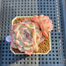 Echeveria 'Treasure' 2" New Hybrid Succulent Plant Cutting