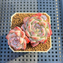 Echeveria 'Treasure' 2" New Hybrid Succulent Plant Cutting