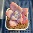 Graptopetalum 'Peach Honey' 2"-3" Succulent Plant Cutting