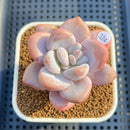 Graptopetalum 'Peach Honey' 2"-3" Succulent Plant Cutting