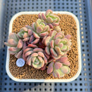 Sedeveria 'Cherry Bonbon' 2" New Hybrid Succulent Plant Cutting