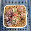 Sedeveria 'Cherry Bonbon' 2" New Hybrid Succulent Plant Cutting