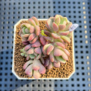 Sedeveria 'Cherry Bonbon' 2" New Hybrid Succulent Plant Cutting