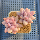 Pachyphytum 'Brazzetti' 2" Succulent Plant Cutting