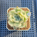 Echeveria 'Pink Erica' Variegated 2" Succulent Plant Cutting