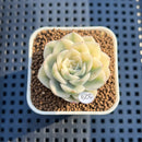 Echeveria 'Moon Fairy' Variegated 1" Succulent Plant
