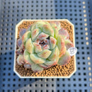 Echeveria sp. 2" Succulent Plant Cutting