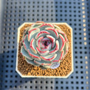 Echeveria 'Straight Edge' 2" Succulent Plant Cutting
