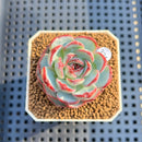 Echeveria 'Straight Edge' 2" Succulent Plant Cutting