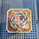 Echeveria 'Straight Edge' 2" Succulent Plant Cutting