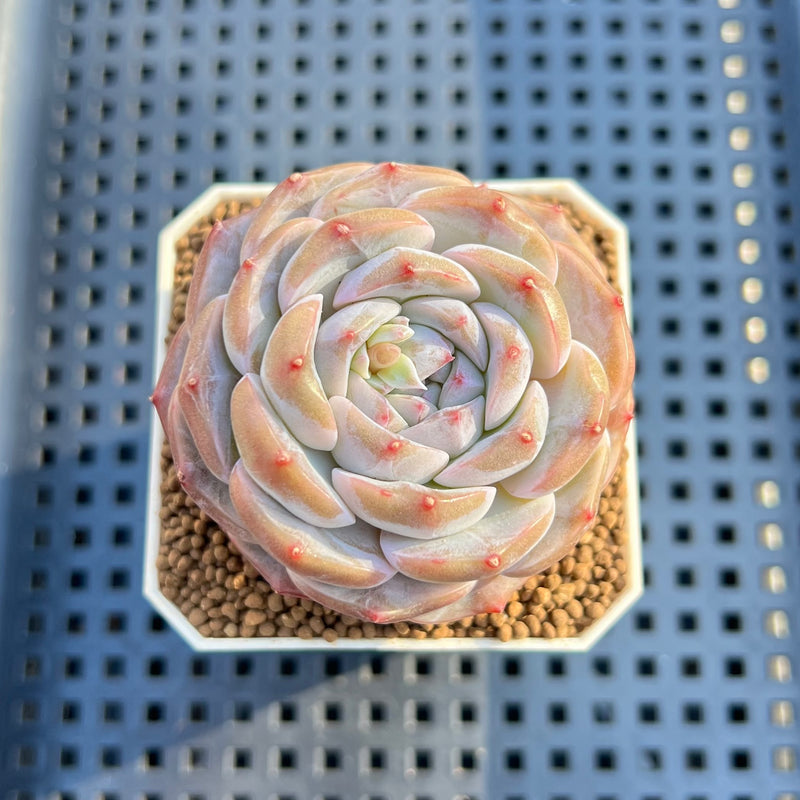 succulent perfume Echeveria 'Lilac Perfume' 2" Succulent Plant Cutting